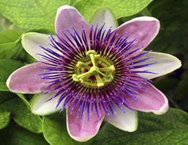Unlocking the secrets of attaining optimal health